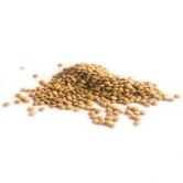 Wright Sprouts Lentils 200gm