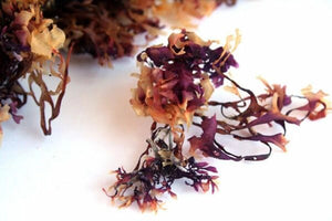 Pacific Harvest Irish Moss (Sea Moss) (Raw seaweed, Wild harvested)