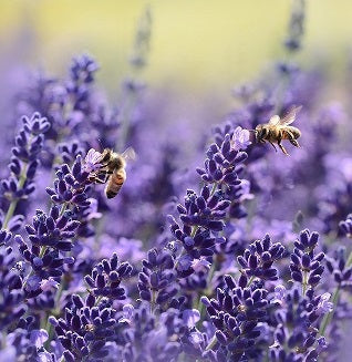 Essential Oils