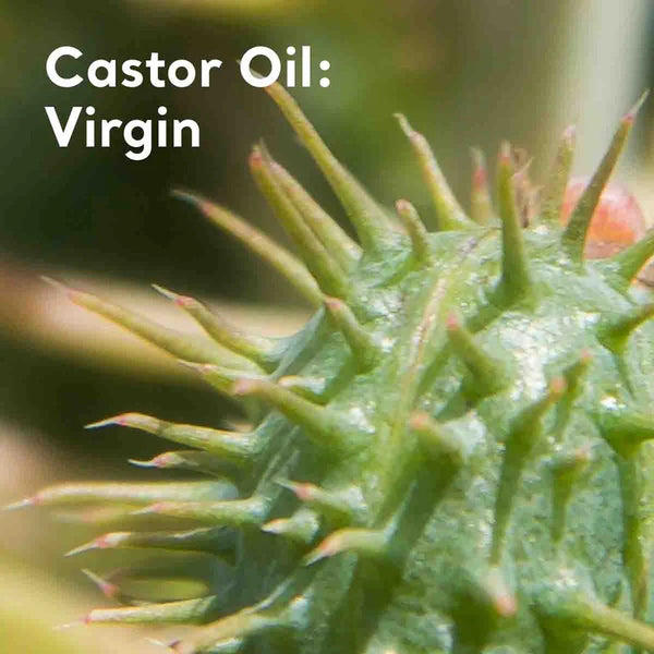 Absolute Essential Oil Castor Oil: Virgin 50ml Certified Organic