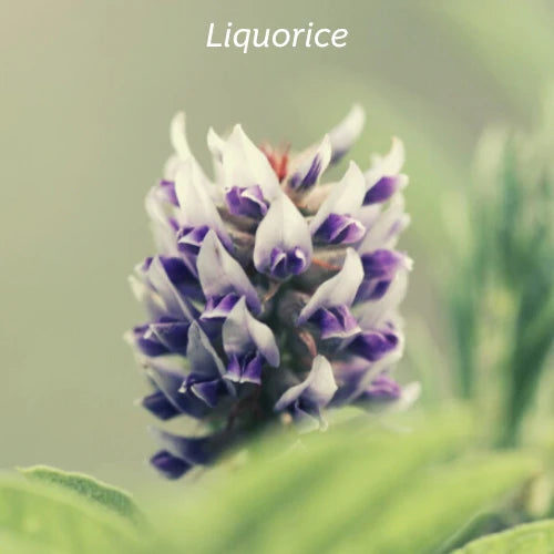 Kiwiherb Echinature® 100ml
