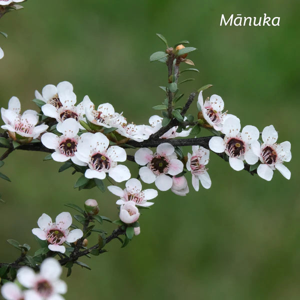 Kiwiherb Manuka Mouthwash