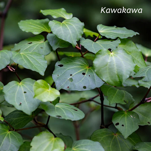 Kiwiherb Kawakawa Stomach Calm 100ml