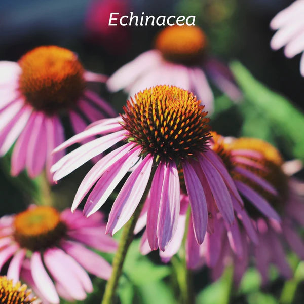 Kiwiherb Children's Echinature® 50ml