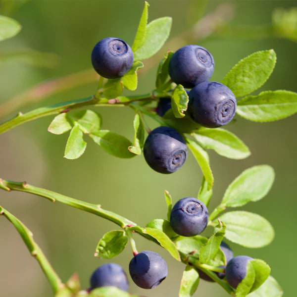 Power Superfoods Wild Blueberry Powder 60gm