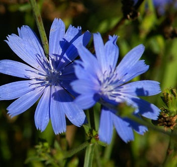 Golden Fields Chicory 175gm