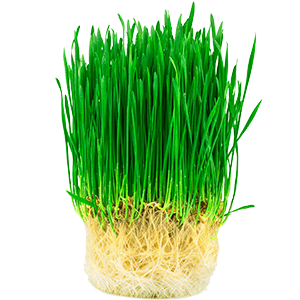 One Earth NZ Wheat Grass Powder 300g