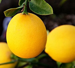 Fruit - Lemons