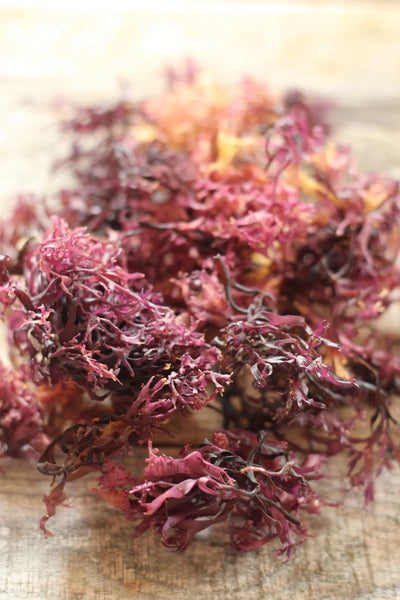 Pacific Harvest Irish Moss (Sea Moss) (Raw seaweed, Wild harvested)