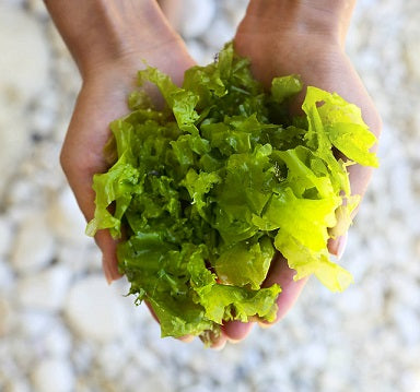 Pacific Harvest Sea Lettuce Flakes (Raw, wild harvested seaweed)