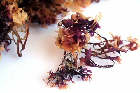 Pacific Harvest Irish Moss (Sea Moss) (Raw seaweed, Wild harvested)